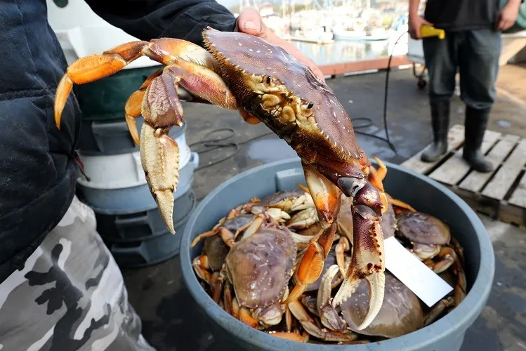 Oceanul Pacific este atât de acid încât dizolvă crabii de vii