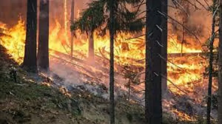 Amenzi de până la 50.000 lei pentru cei care incendiază miriștile sau alte deșeuri vegetale!