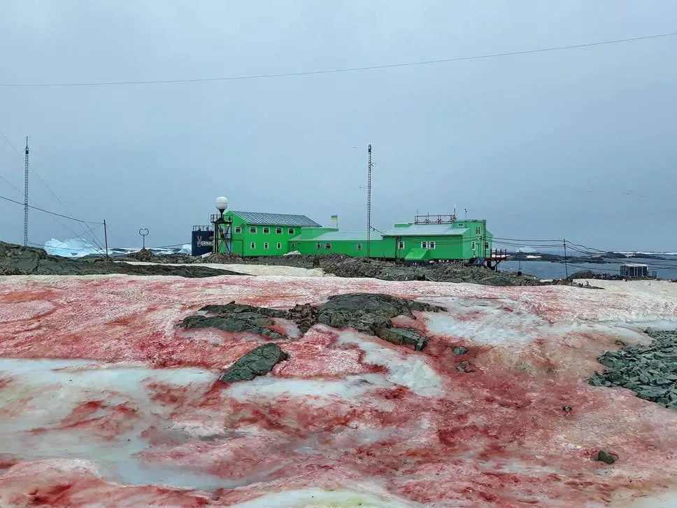 Zăpadă roșie în Antarctica. Un fenomen întâlnit de mai mult timp pe ghețarii din zona arctică.