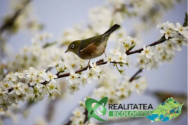 REALITATEA ECOLOGISTĂ UREAZĂ TUTUROR FEMEILOR “LA MULȚI ANI!”