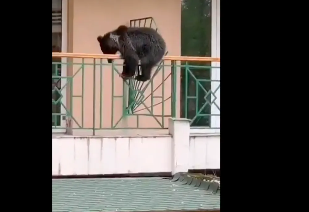 VIDEO Un ursuleț curios, în vizită la un hotel din Predeal