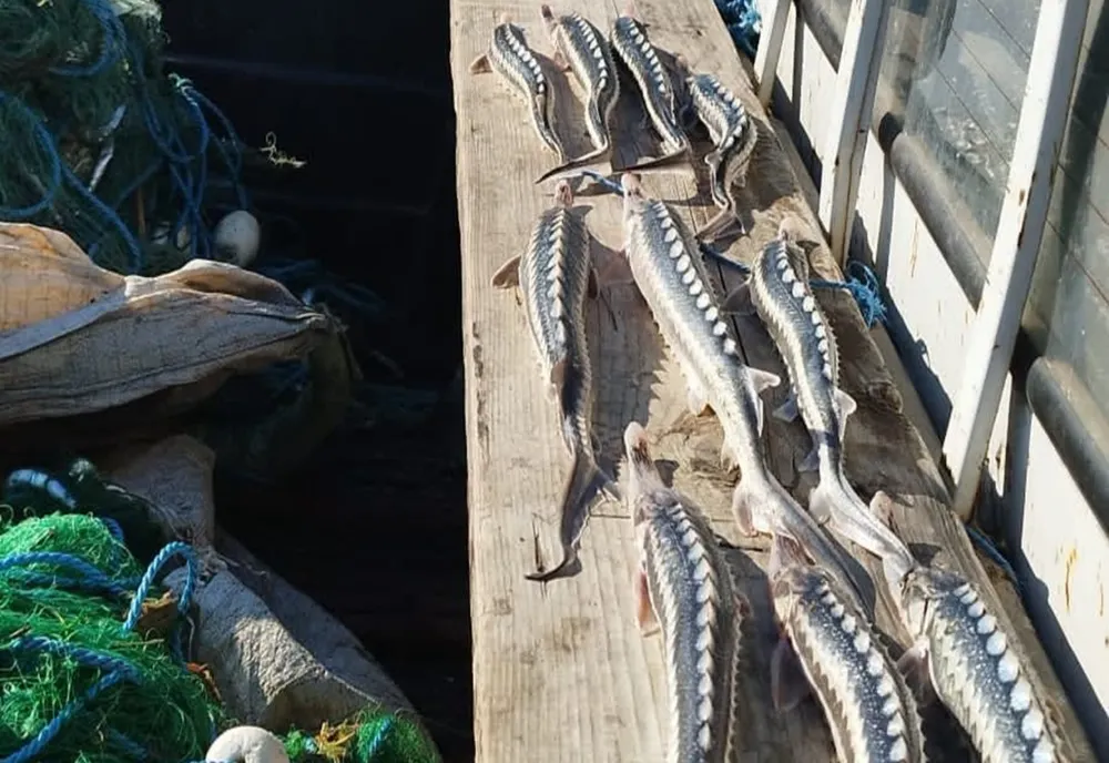 FOTO VIDEO  Braconaj în Delta Dunării: sute de kilograme de peste descoperite de polițiștii de frontieră