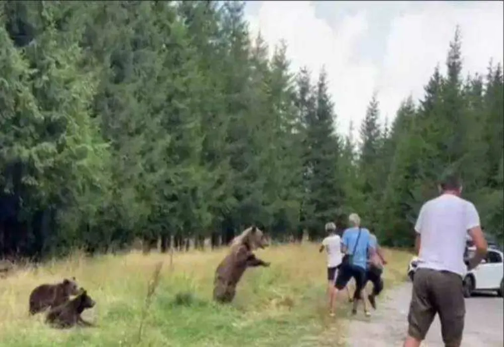 TURIȘTII DE PE TRANSFĂGĂRĂȘAN RISCĂ VIAȚA PENTRU SELFIE-URI CU URȘII