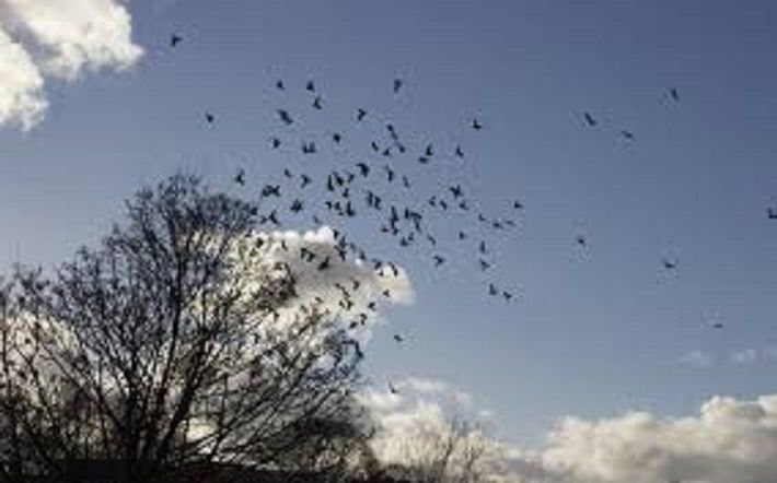 Poluarea fonică ameninţă supravieţuirea a peste o sută de specii de amfibieni, păsări, peşti, mamifere şi reptile