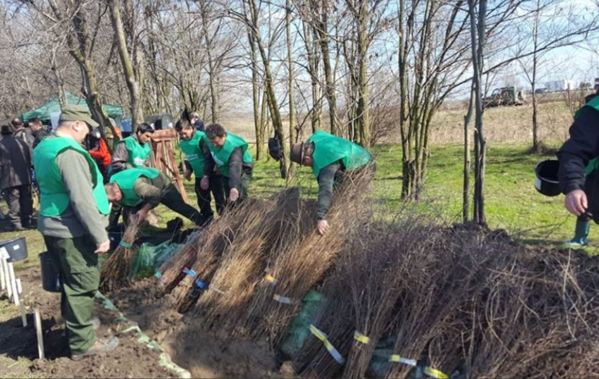 APEL de importanță majoră: Capitala are nevoie de perdele forestiere