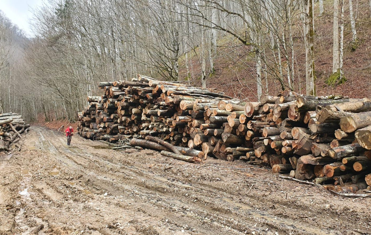Petiție pentru suspendarea exploatării pădurilor în timpul stării de criză