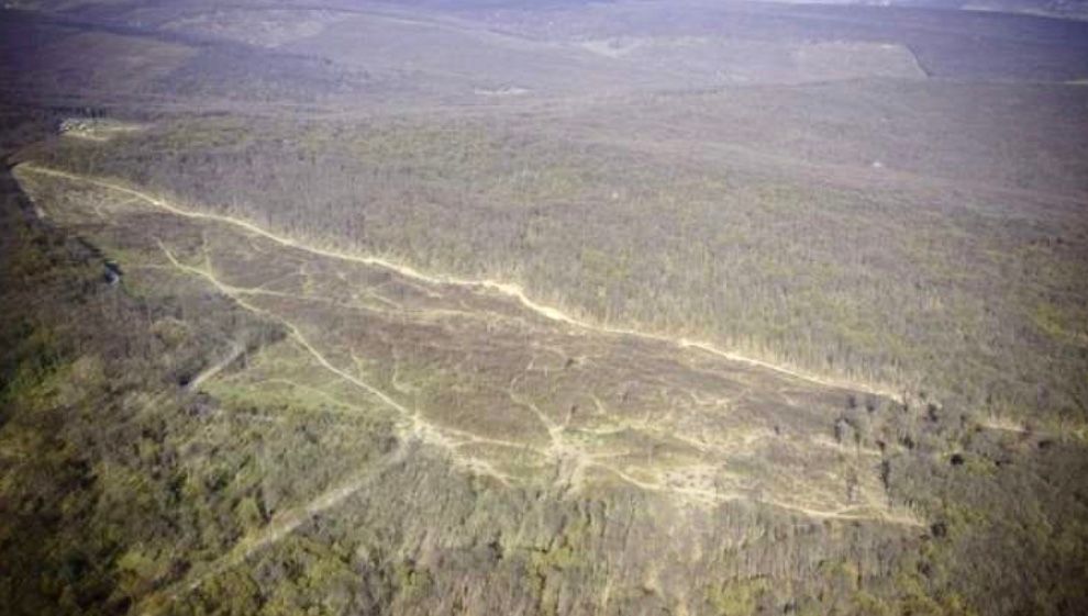 În stare de izolare, o pădure întreagă a fost rasă de pe fața pământului