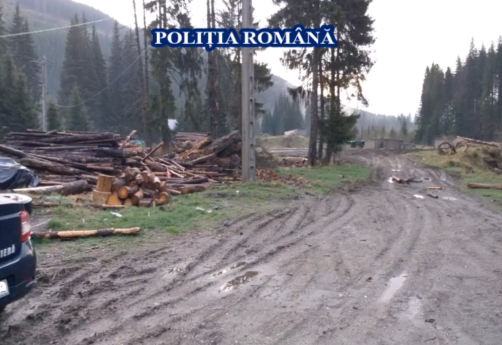 Şase persoane bănuite de tăiere ilegală de arbori, furt de arbori și fals în înscrisuri, au fost reținute de polițiști