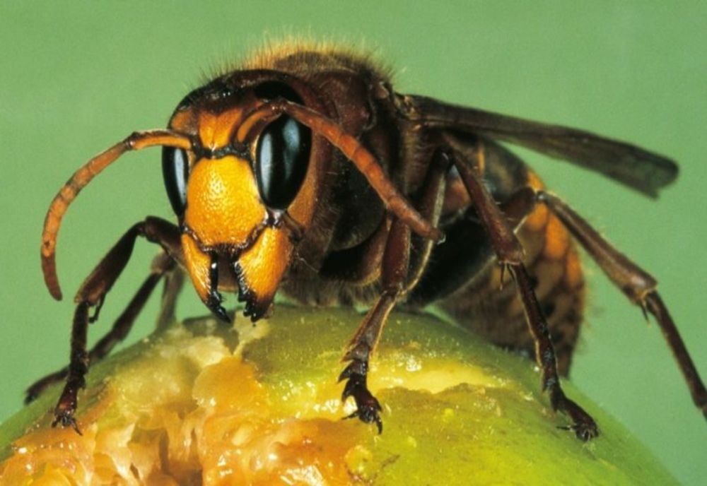 Viespile ucigaşe din Asia au ajuns şi în Statele Unite. Înţepătura lor este mortală pentru oameni