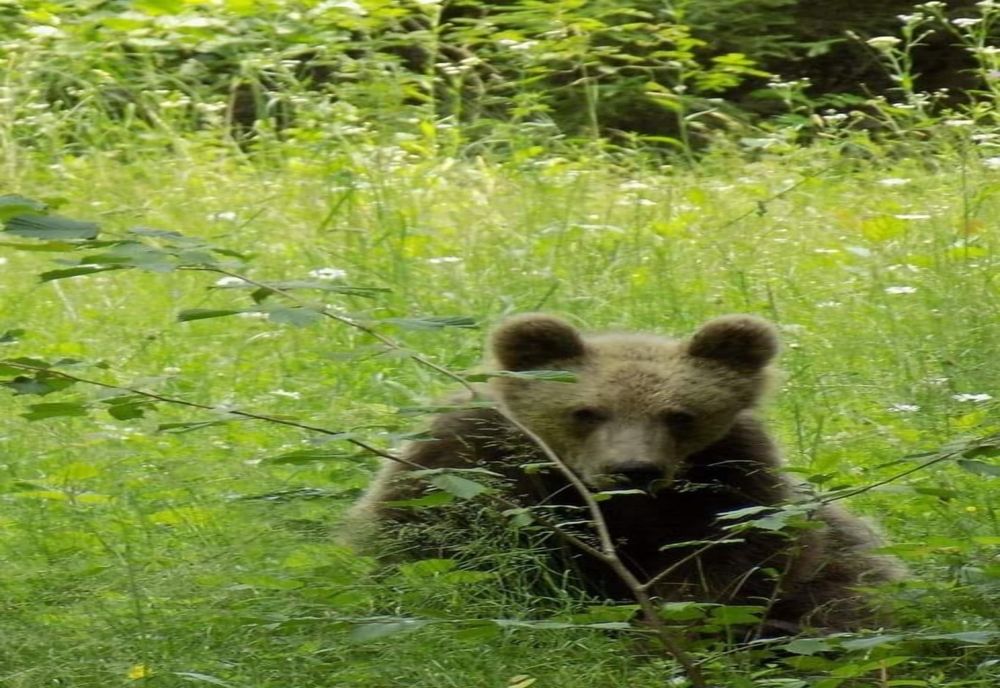 Anunț de la Garda de Mediu: "Dacă vedeți urși în intravilanul localităților sunați la 112."