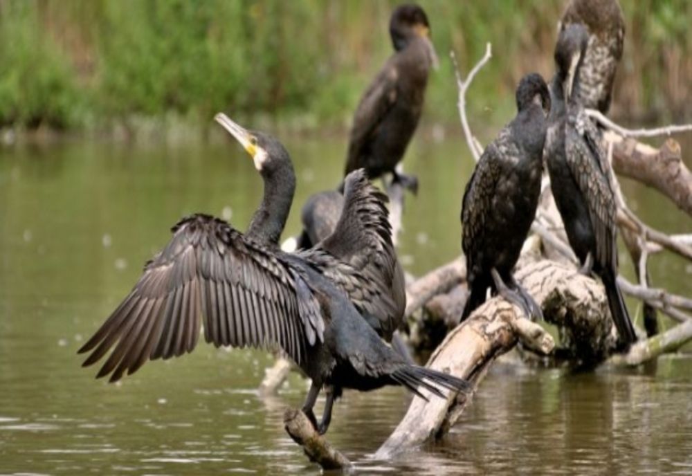 Liber la împușcat cormorani. Parlamentul a aprobat legea