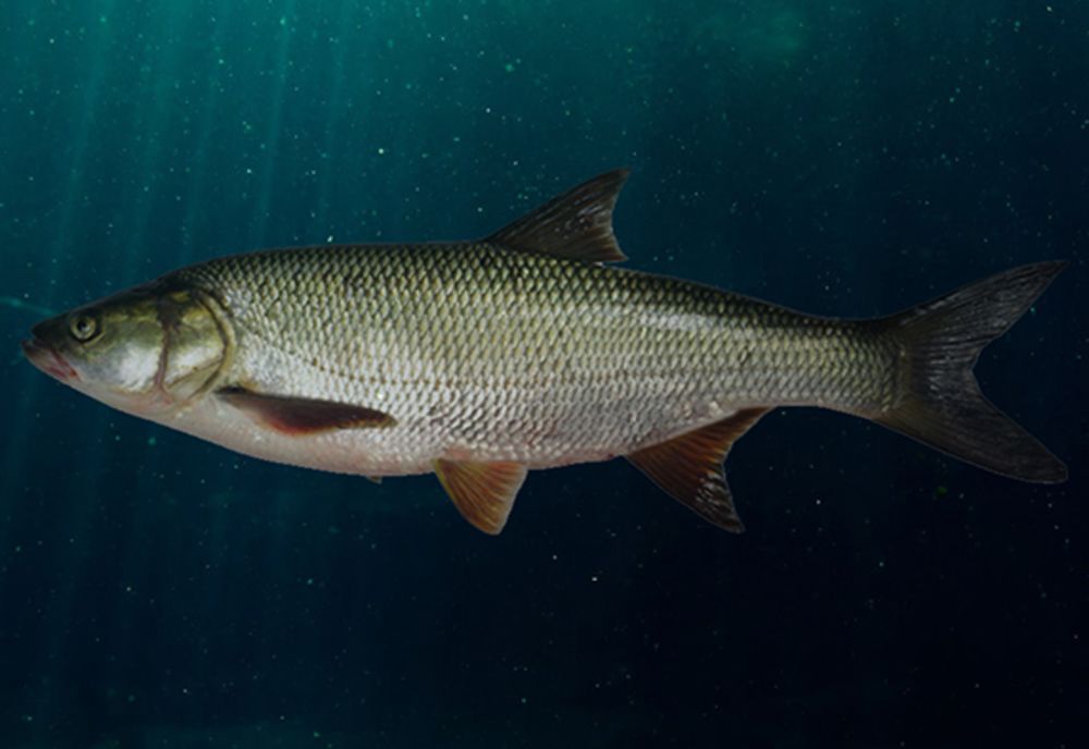 Râul Jiu, populat cu specii de pești dispărute de zeci de ani