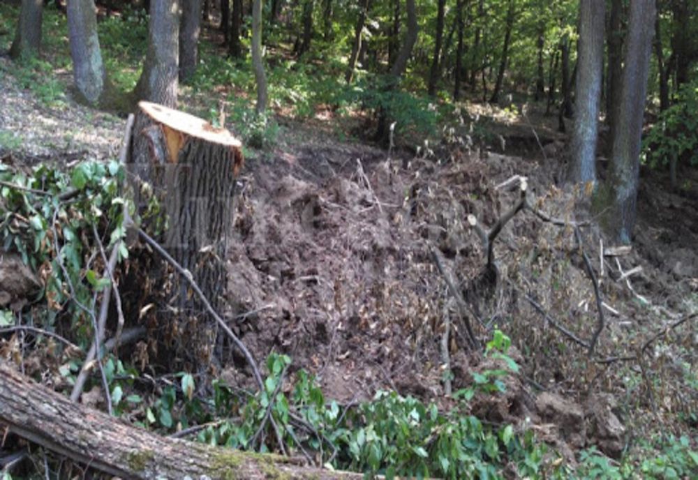 Fostul ministru al Mediului, Doina Pana, acuza PNL ca protejează mafia defrisarilor