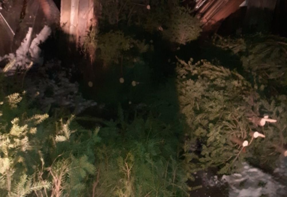 50 de pomi de Crăciun, tăiați ilegal și ascunși într-o anexă gospodărească