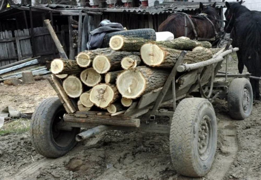 Hoț de lemne agresiv, după gratii! Prins la furat de pădurar, l-a lovit în cap cu toporul