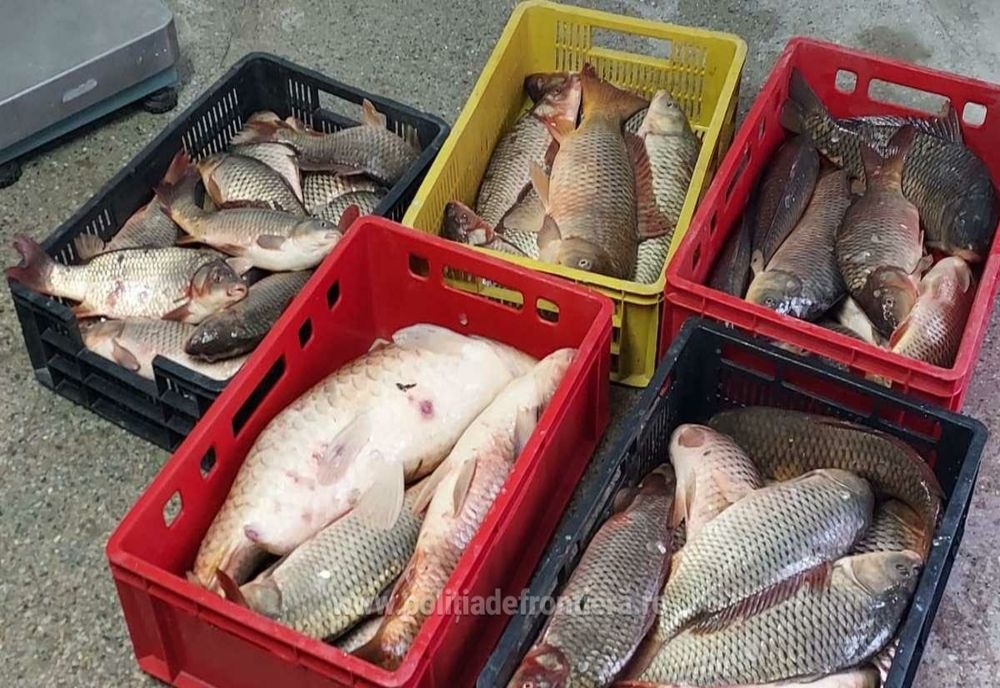 FOTO Băcăuani prinși cu mașina plină de pește fără documente, în Tulcea