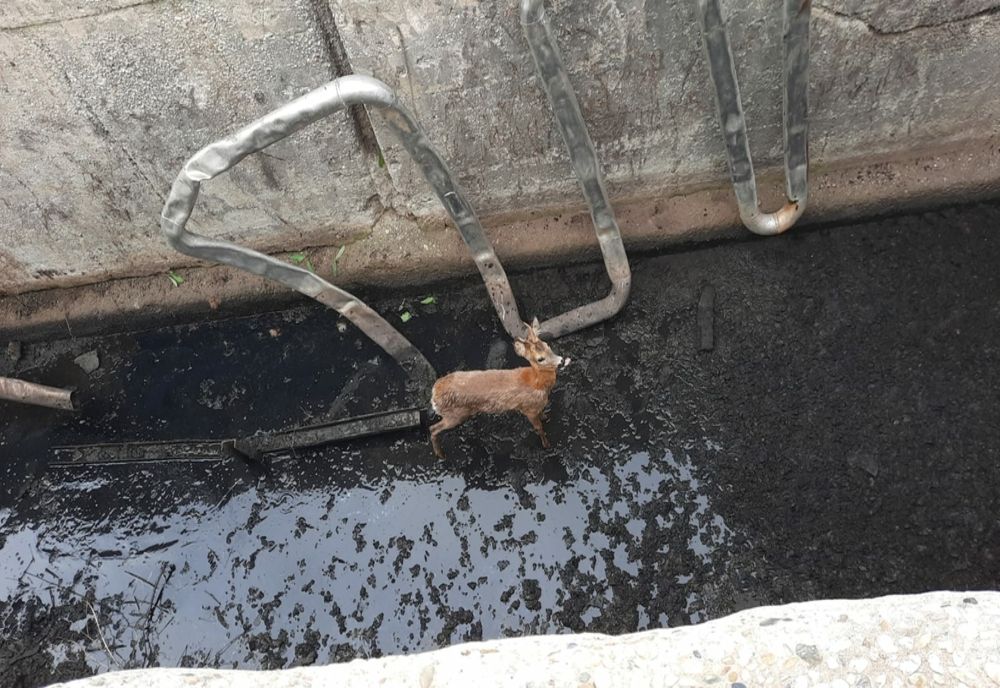 FOTO/VIDEO Căprioară salvată de pompieri