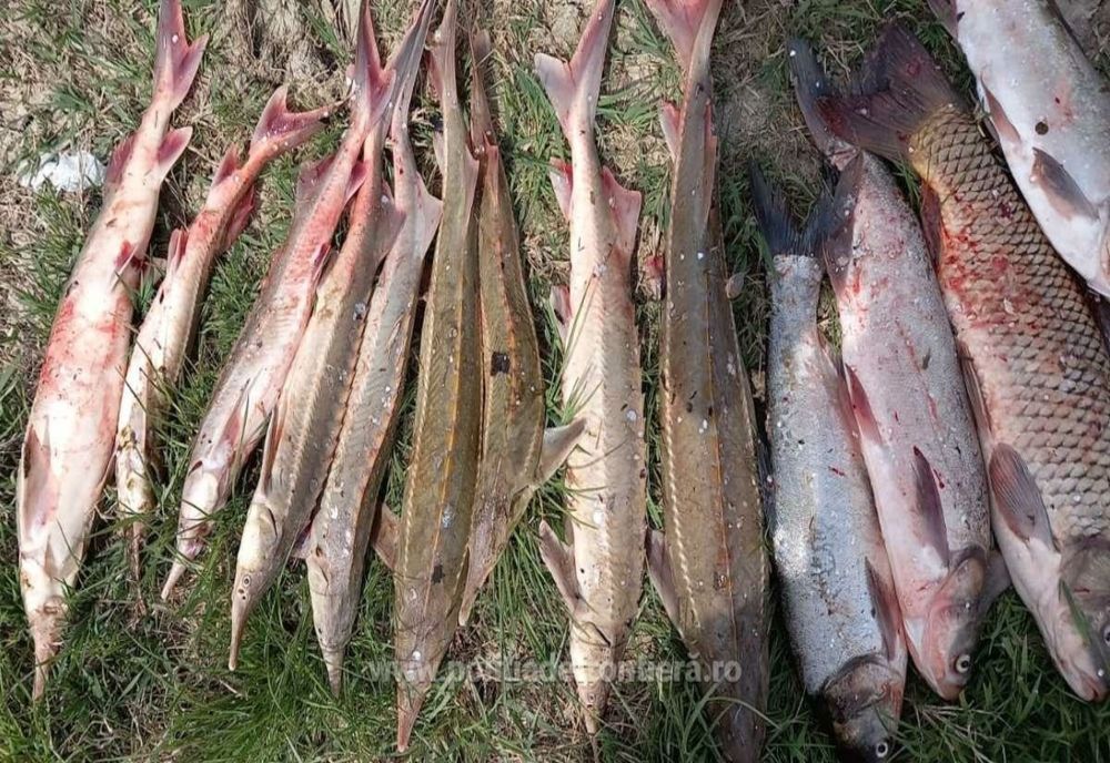 La vederea polițiștilor de frontieră a abandonat mopedul și peștele pe care-l transporta 