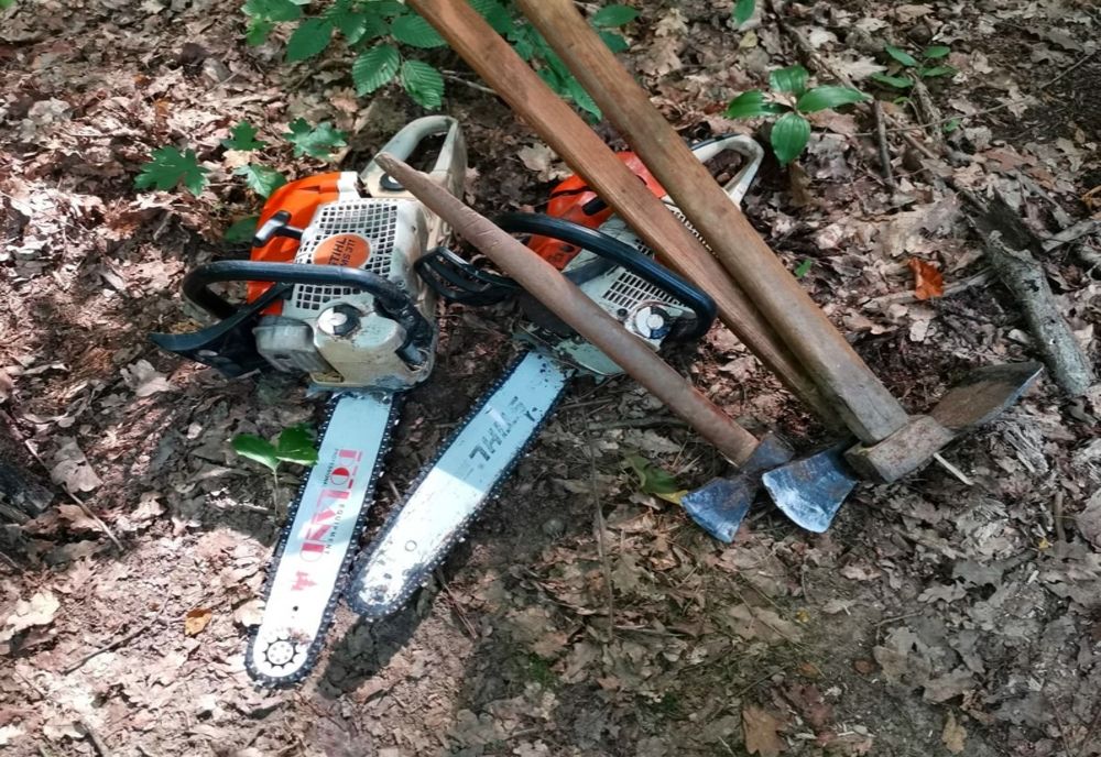 Dosar penal pentru tăiere ilegală și furt de arbori