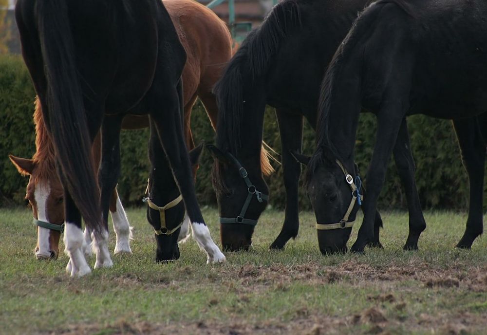 PER ia atitudine: ”Ca ecologişti credem că ar trebui să fie clarificate câteva aspecte esențiale şi să se tindă spre o situație win- win”