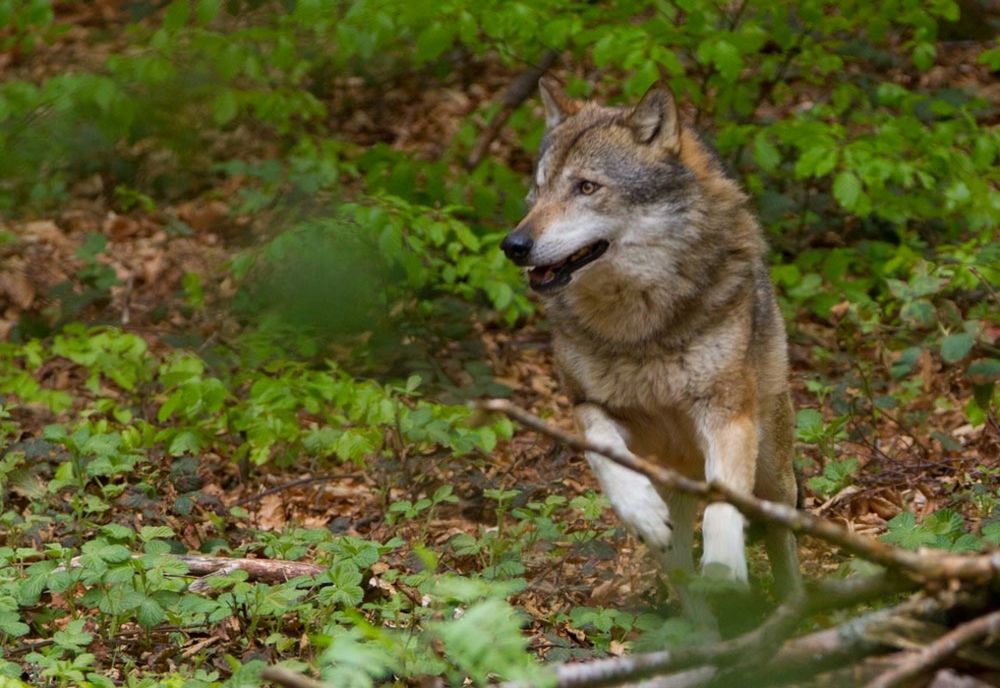 Comisia Europeană nu mai vrea „protecție strictă” pentru lupi. Ceartă între crescătorii de animale și activiștii de mediu