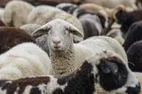 Patru noi focare de variolă ovină şi caprină, confirmate în Tulcea. ANSVSA declanşează controale epidemiologice