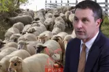 Ministrul Agriculturii, despre pesta micilor rumegătoare:”România trebuie să-şi păstreze poziţia de cel mai mare exportator de ovine din UE”