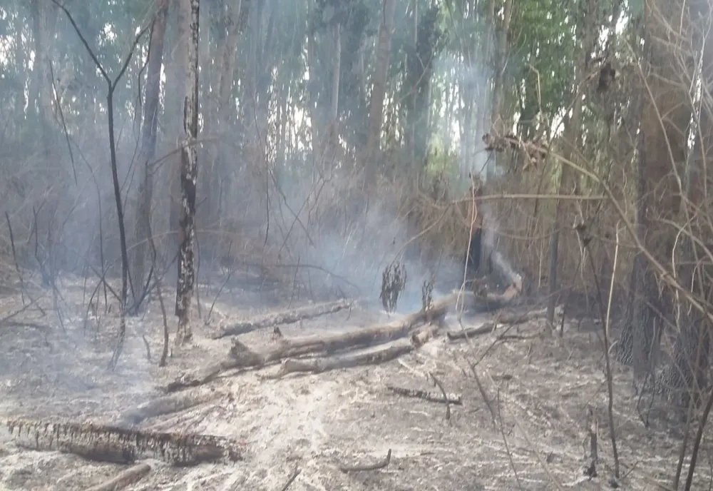 Incendiu de vegetație pe malul Dunării