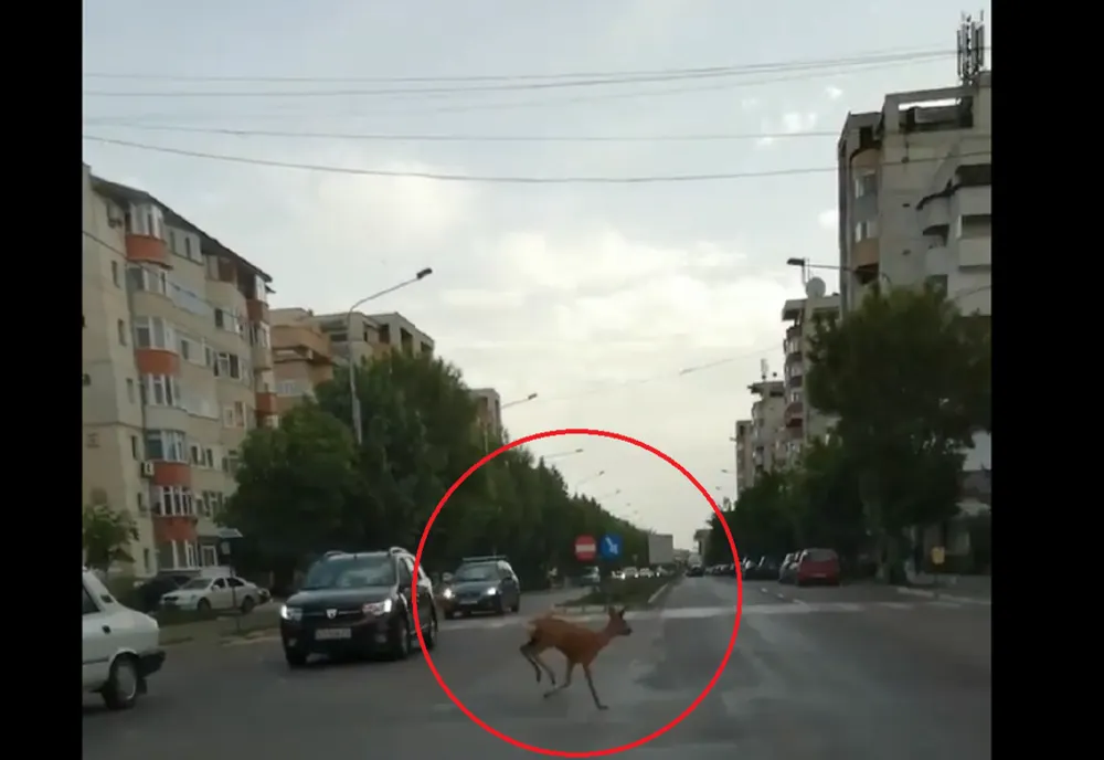 Căprioară ajunsă pe străzile din Bârlad - VIDEO