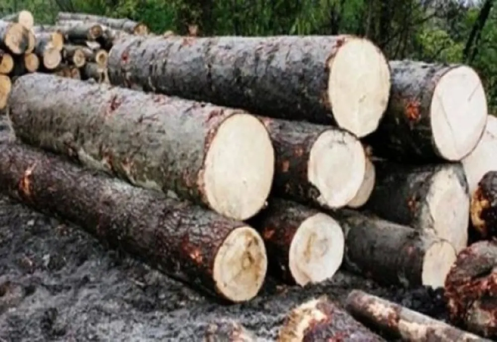 Partidul Ecologist Român depune plângere penală împotriva agresorilor activistului de mediu Tiberiu Boșutar