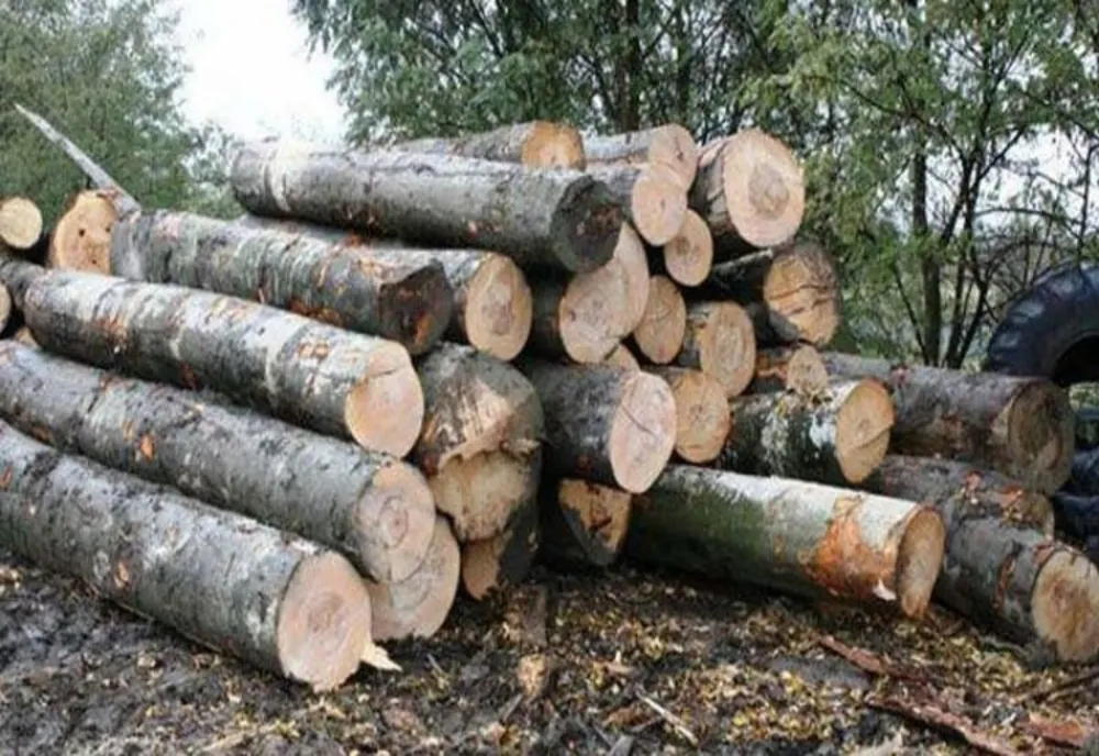 S-a lăsat cu dosar penal și peste 500 metri cubi material lemnos confiscați