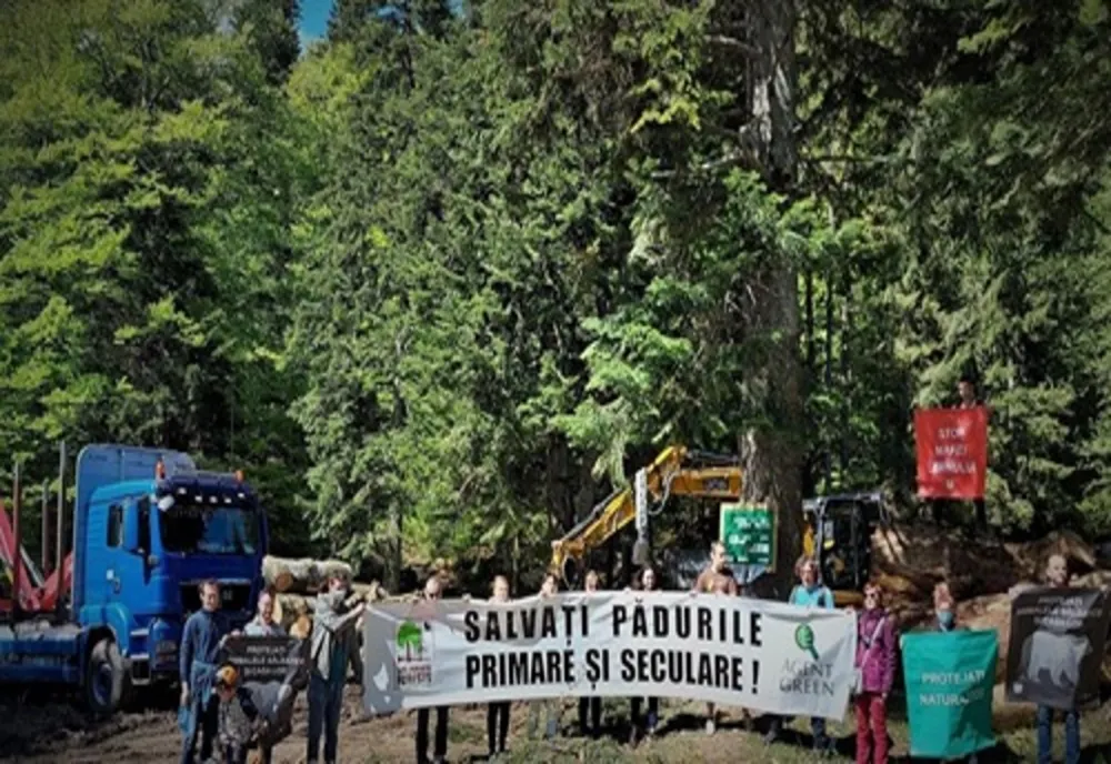 Protest al activiștilor de mediu împotriva tăierilor de arbori din zona Valea Cerbului, Bușteni 