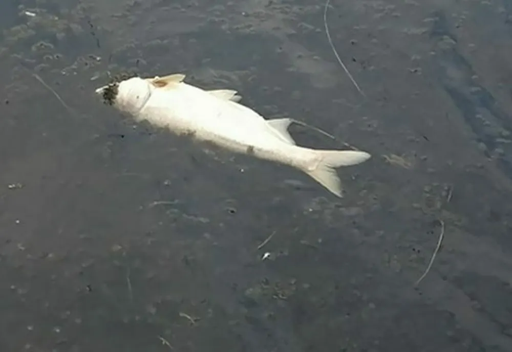 Peşti ''ameţiţi'' din cauza lipsei de oxigen după ploi, la ecluza de la Sânmihaiu Român