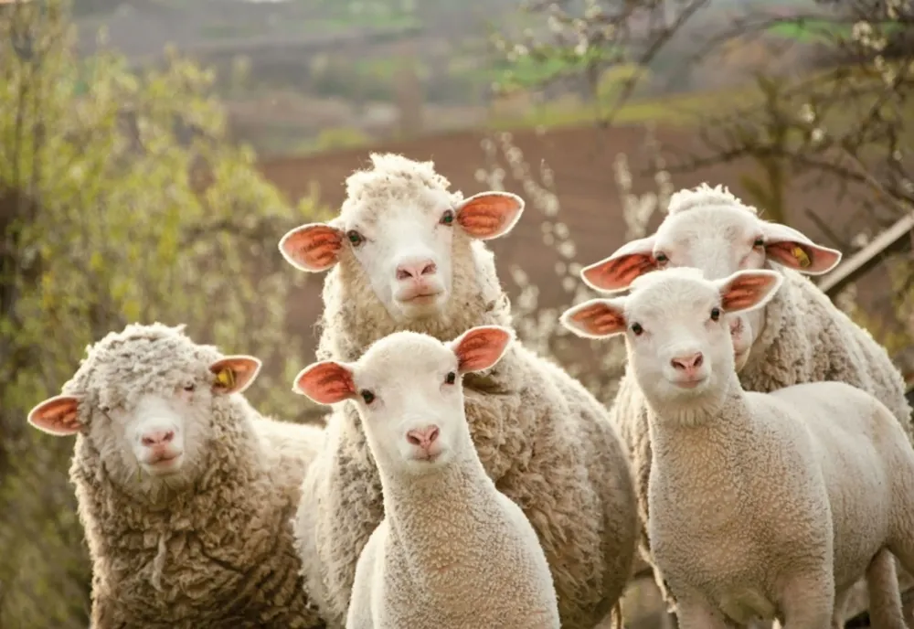 România a exportat animale vii în valoare de 120,25 milioane de euro în primele trei luni din acest an