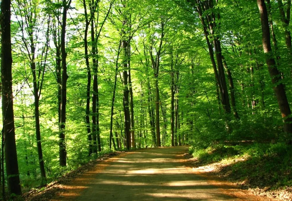 Partidul Ecologist Român se declară categoric impotriva privatizarii pădurilor