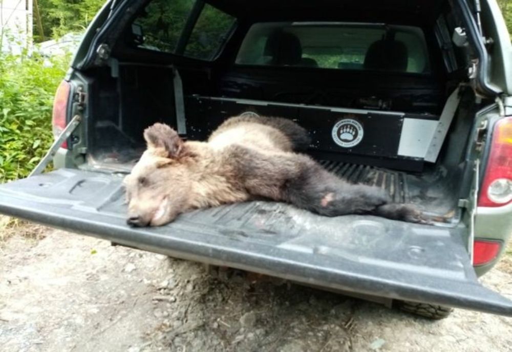 Liber la vânătoare de urși, în județul Harghita!