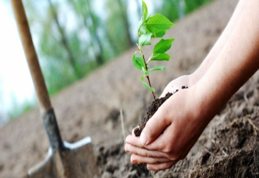 Acțiune de plantare de arbori în cartierul Noua