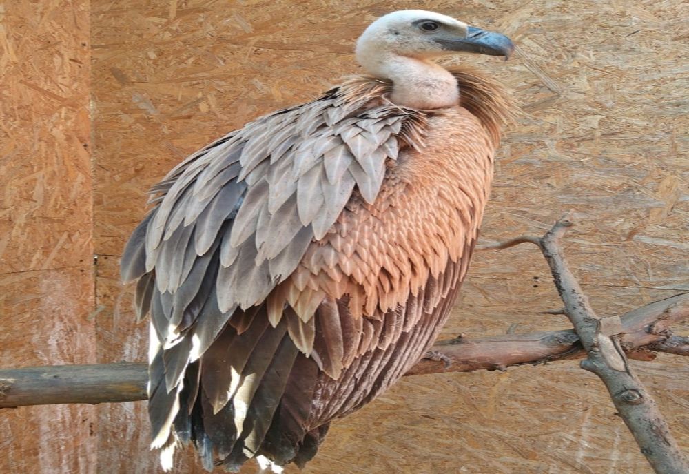 O pasăre dispărută în secolul trecut din România, găsită în vestul țării, a ajuns în Târgu Mureș