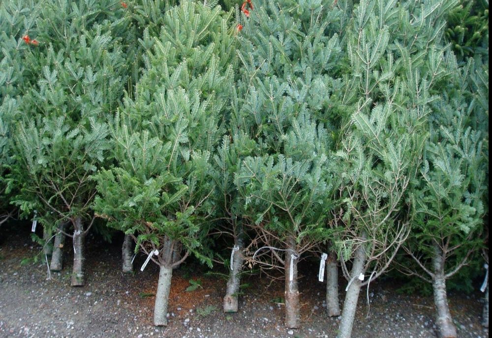 Bărbat amendat cu 5.000 de lei pentru că transporta, ilegal, brazi pentru Crăciun