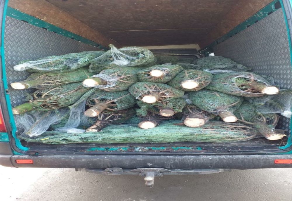 FOTO | Acţiune în Sălaj pentru combaterea tăierilor ilegale de pomi de Crăciun