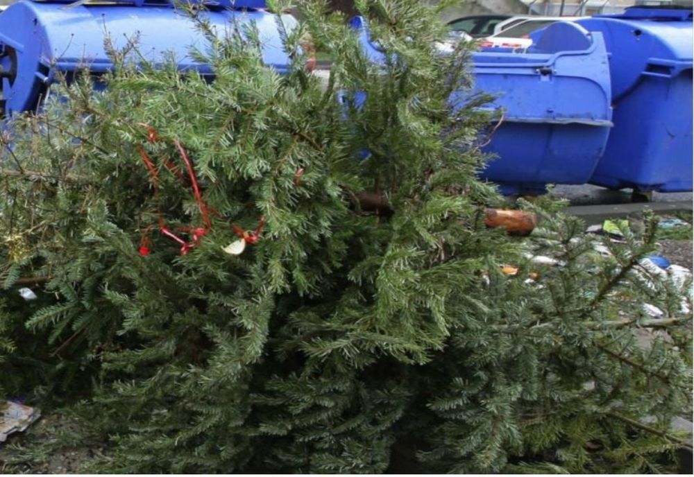 La Deva se adună brazii de Căraciun: unde trebuie depuși aceștia