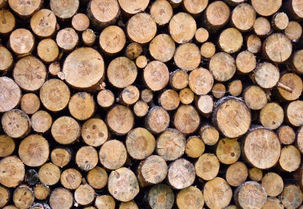 Trei sălăjeni, amendați de jandarmi pentru ilegalități pe linie silvică! Ce au făcut mai exact