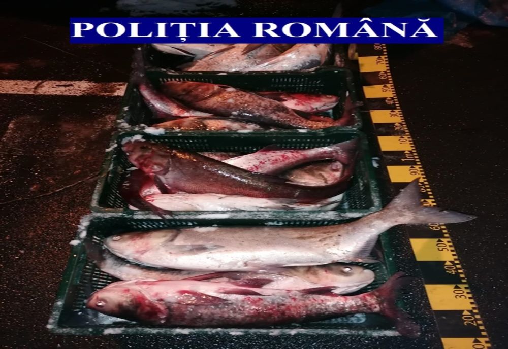 Peste 1.500 de kilograme de pește, fără documente legale, au fost confiscate de polițiști, în urma unei acțiuni de o zi