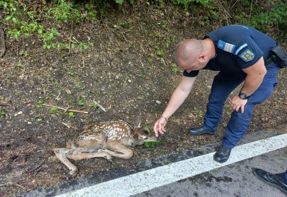 Căprioară salvată de jandarmi (VIDEO)