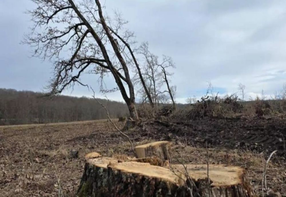 Tăieri ilegale de lemn depistate într-o zonă protejată din Brașov