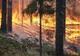 Amenzi de până la 50.000 lei pentru cei care incendiază miriștile sau alte deșeuri vegetale!
