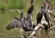 Liber la împușcat cormorani. Parlamentul a aprobat legea
