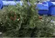 La Deva se adună brazii de Căraciun: unde trebuie depuși aceștia