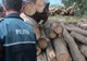Nereguli silvice sancționate de polițiștii din mediul rural 