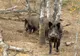 Peste 100 de cadavre de mistreţi ucişi de pestă africană, găsite în păduri